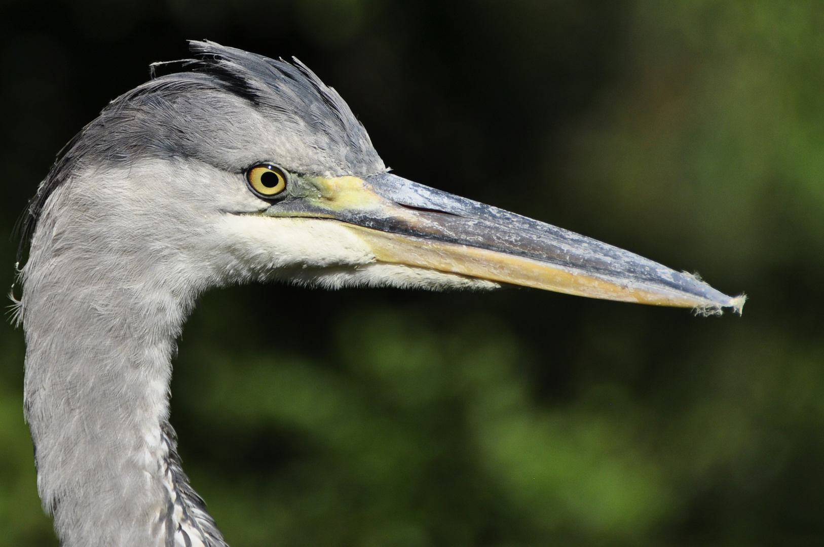 Fischreiher Foto & Bild archiv, kalender 2012, archiv 2011 2012 Bilder auf Fischreiher Foto & Bild archiv, kalender 2012, archiv 2011 2012 Bilder auf