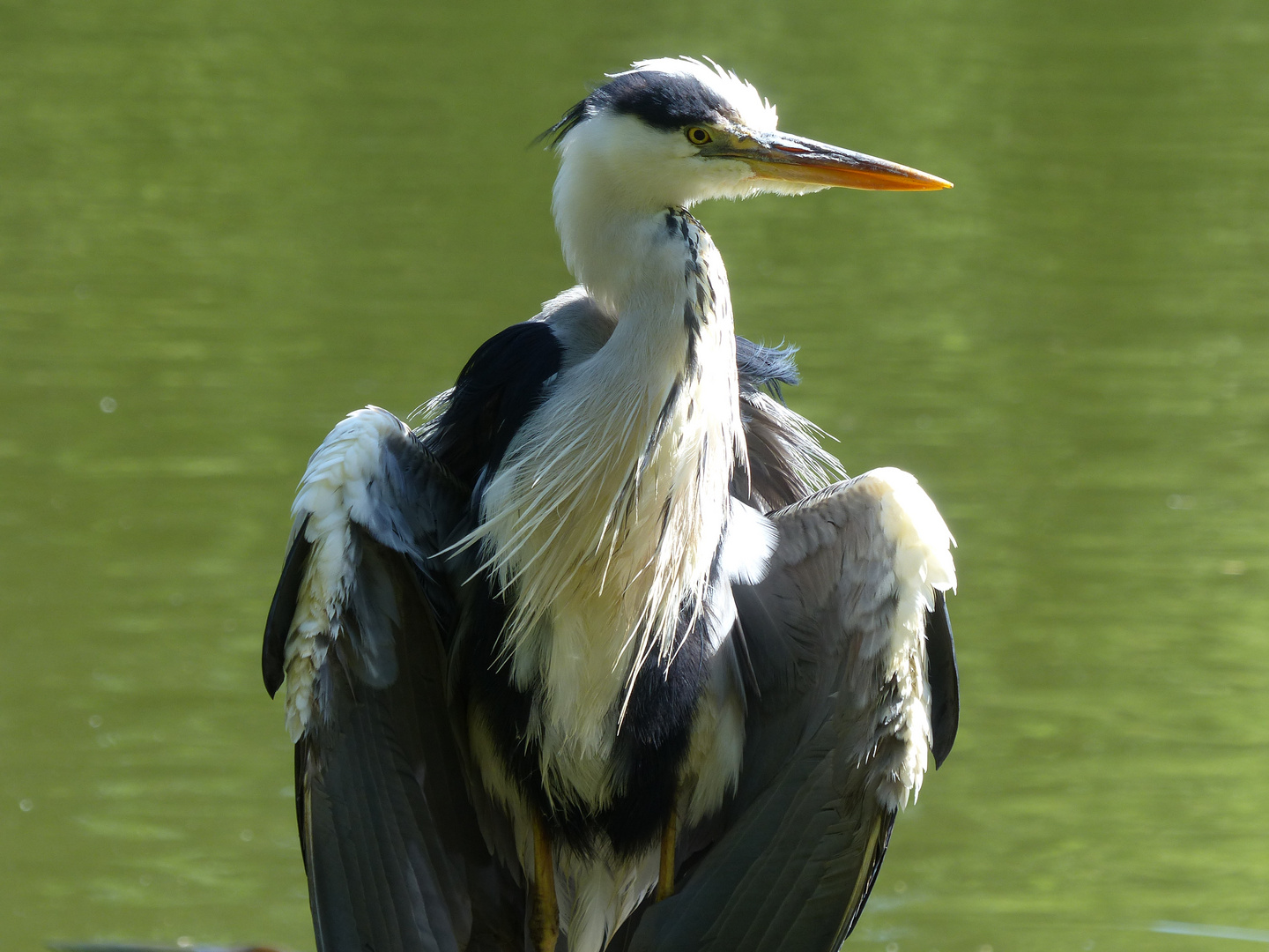 FISCHREIHER Foto & Bild tiere, wildlife, wild lebende vögel Bilder auf FISCHREIHER Foto & Bild tiere, wildlife, wild lebende vögel Bilder auf
