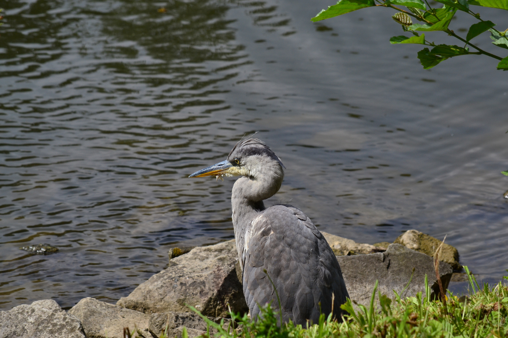 ....Fischreiher