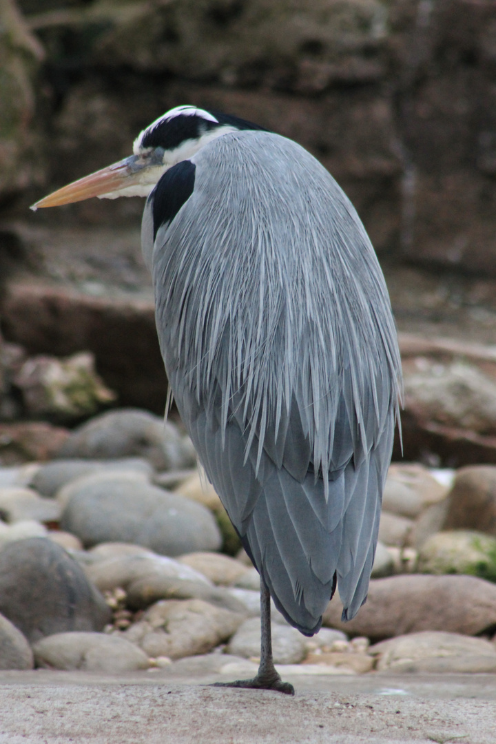 Fischreiher