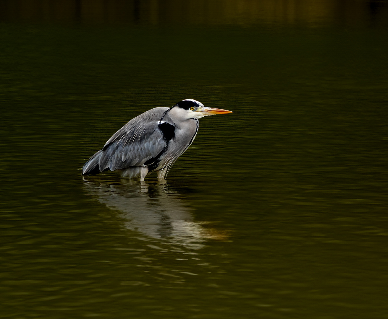 Fischreiher