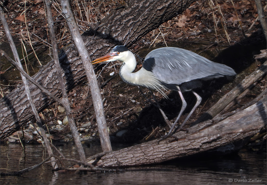 Fischreiher