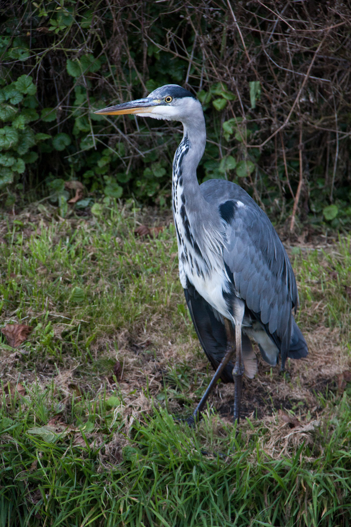 Fischreiher