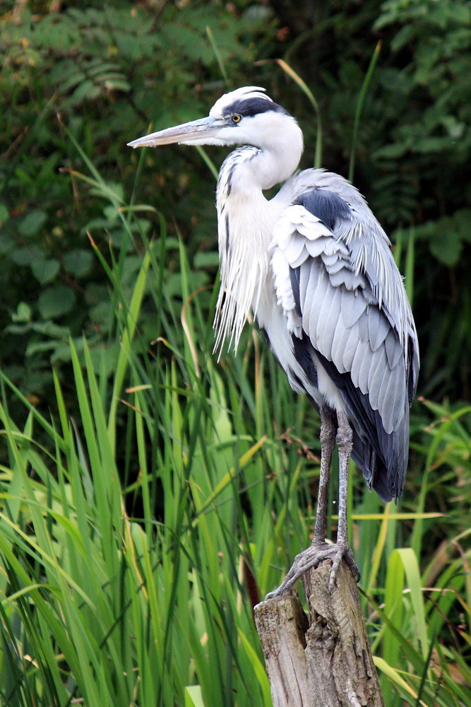 Fischreiher Foto & Bild tiere, zoo, wildpark & falknerei, vögel
