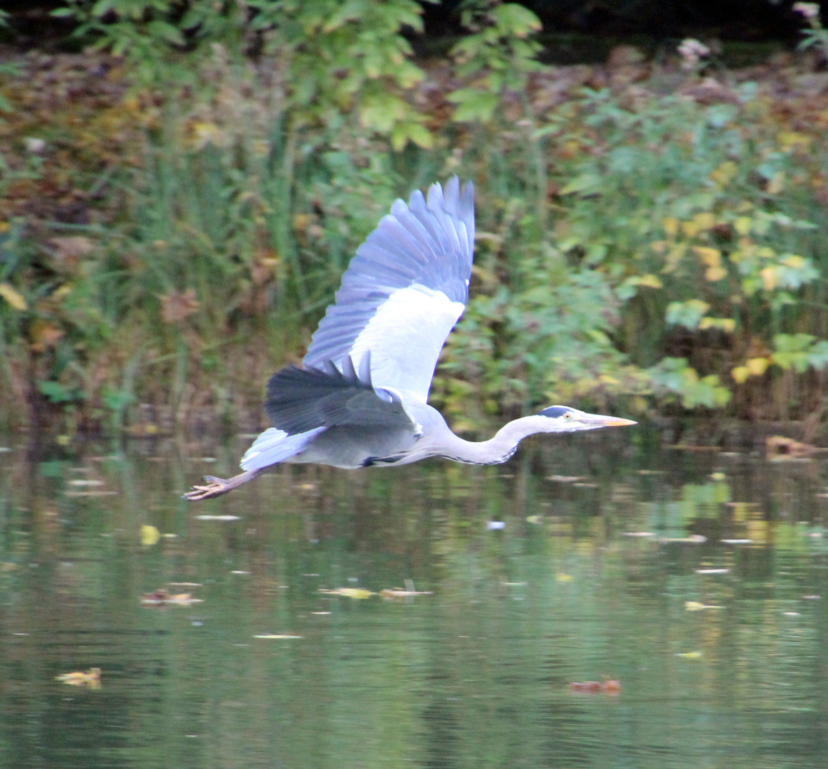 Fischreiher