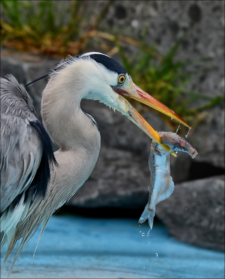 FischReiher Foto & Bild | tiere, zoo, wildpark & falknerei, vögel ...