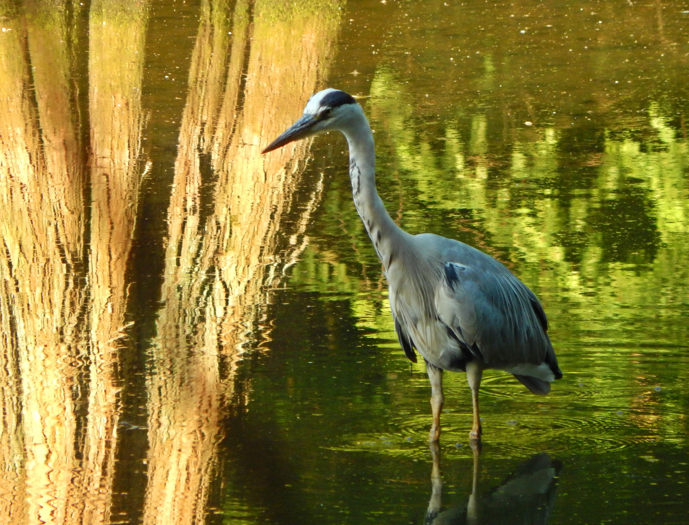 Fischreiher