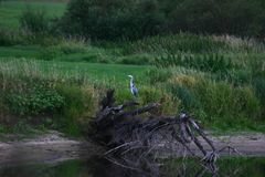 Fischreiher Abends in den Elbwiesen