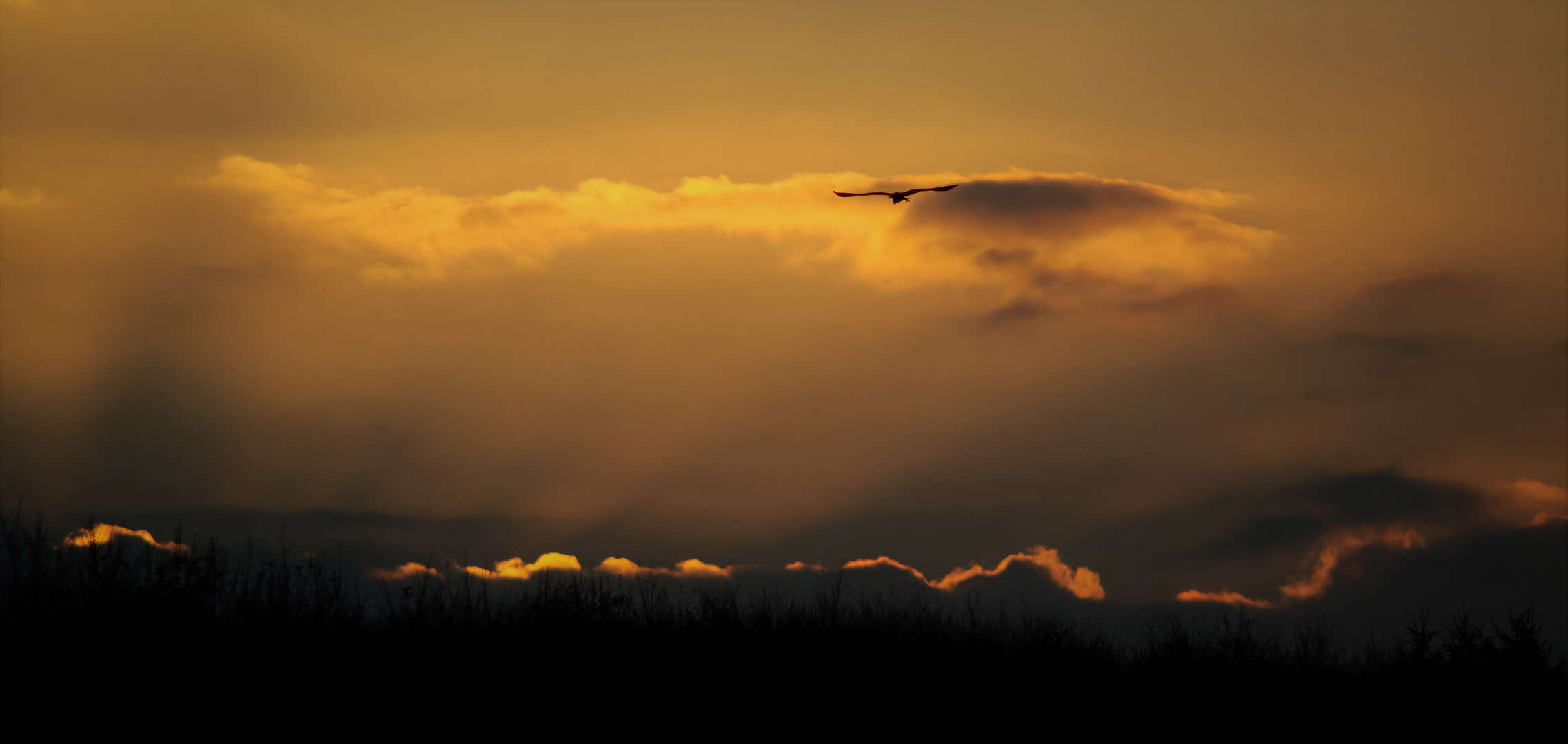 Fischreiher am Abendhimmel