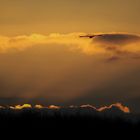 Fischreiher am Abendhimmel