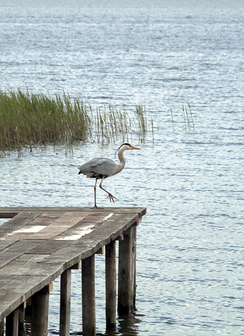 Fischreiher am Achterwasser