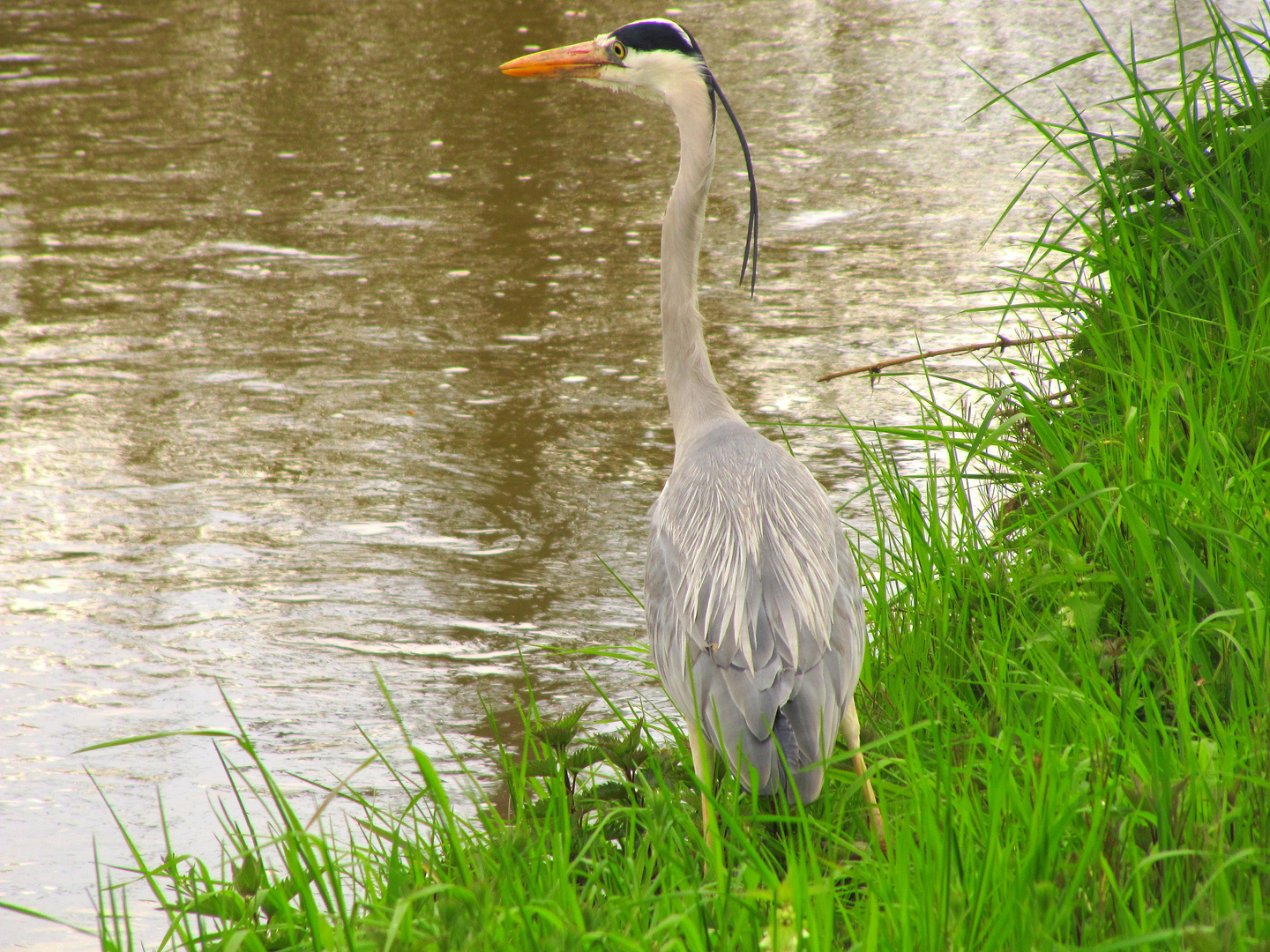 Fischreiher am Erftufer