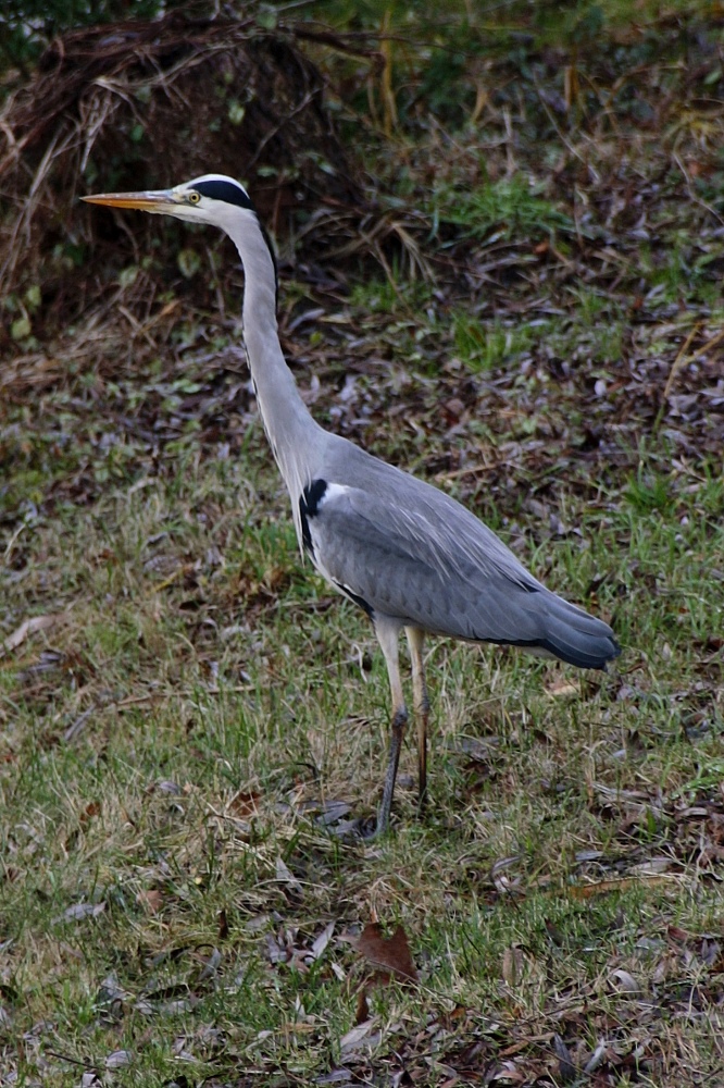 Fischreiher am heimischen Weiher