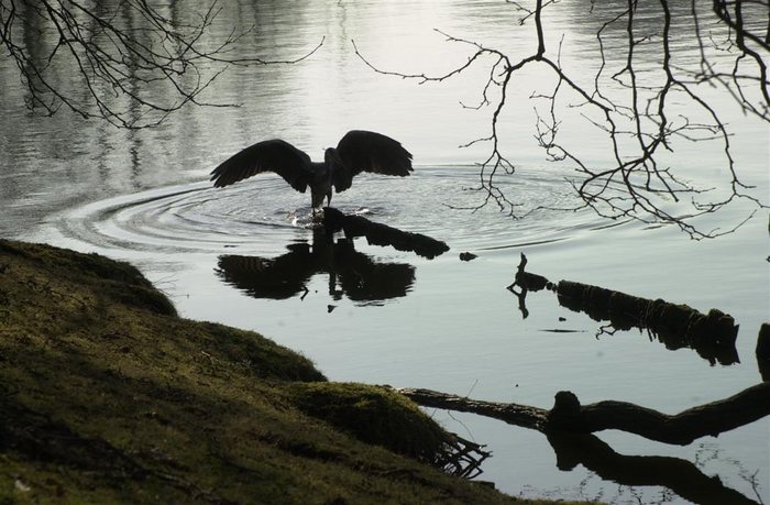 Fischreiher am kleinen Weiher in Tervuren, Belgien.