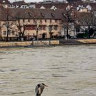 Fischreiher am Rhein