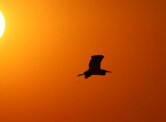 Fischreiher am roten Abendhimmel
