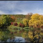 Fischreiher am Schlammweiher - Herbstimpressionen