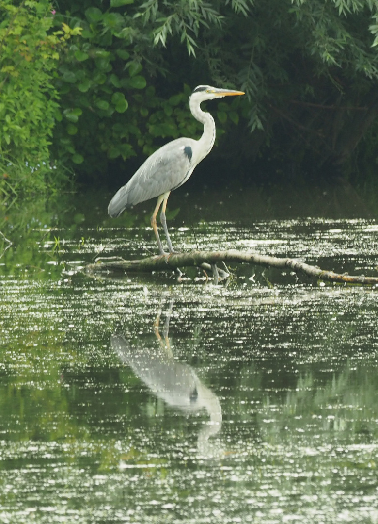 Fischreiher am See