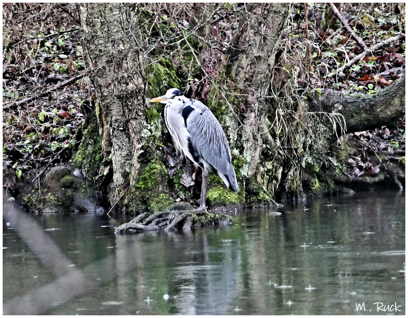 Fischreiher am Tauberufer 