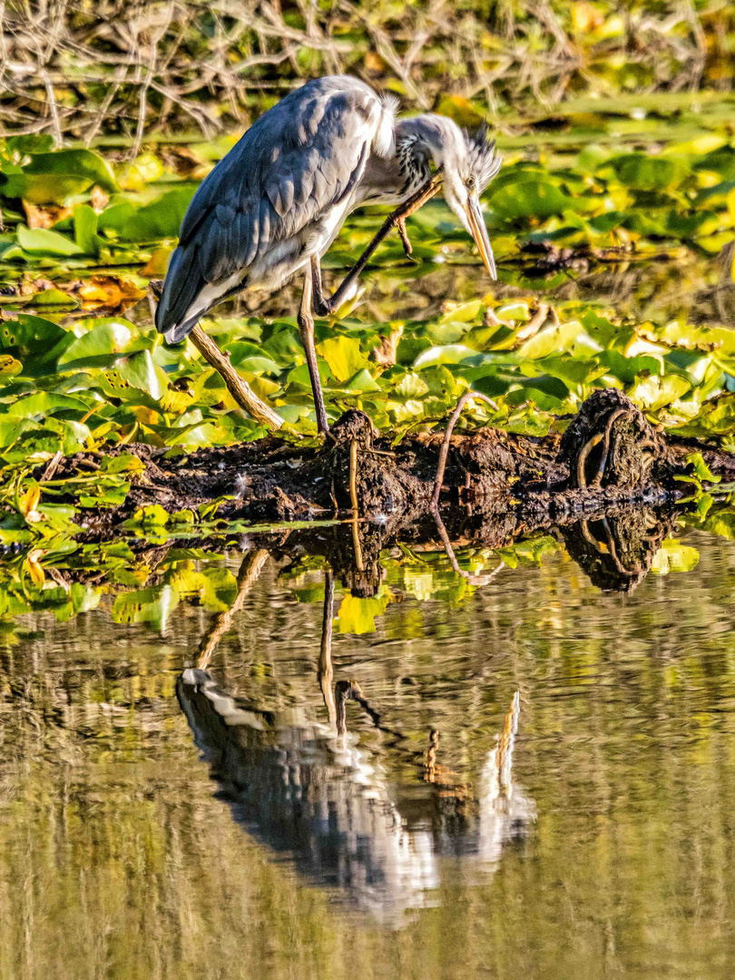 Fischreiher am Teich bei der Körperpflege Foto & Bild teich, natur