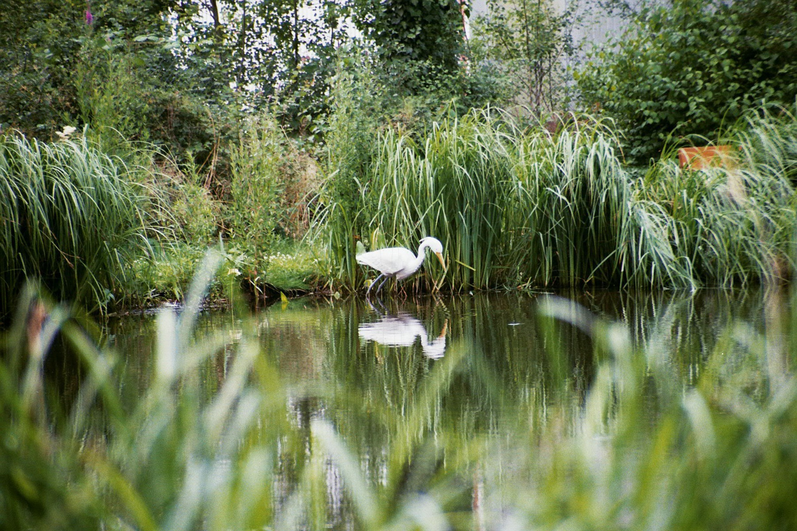 Fischreiher am Teich