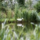 Fischreiher am Teich