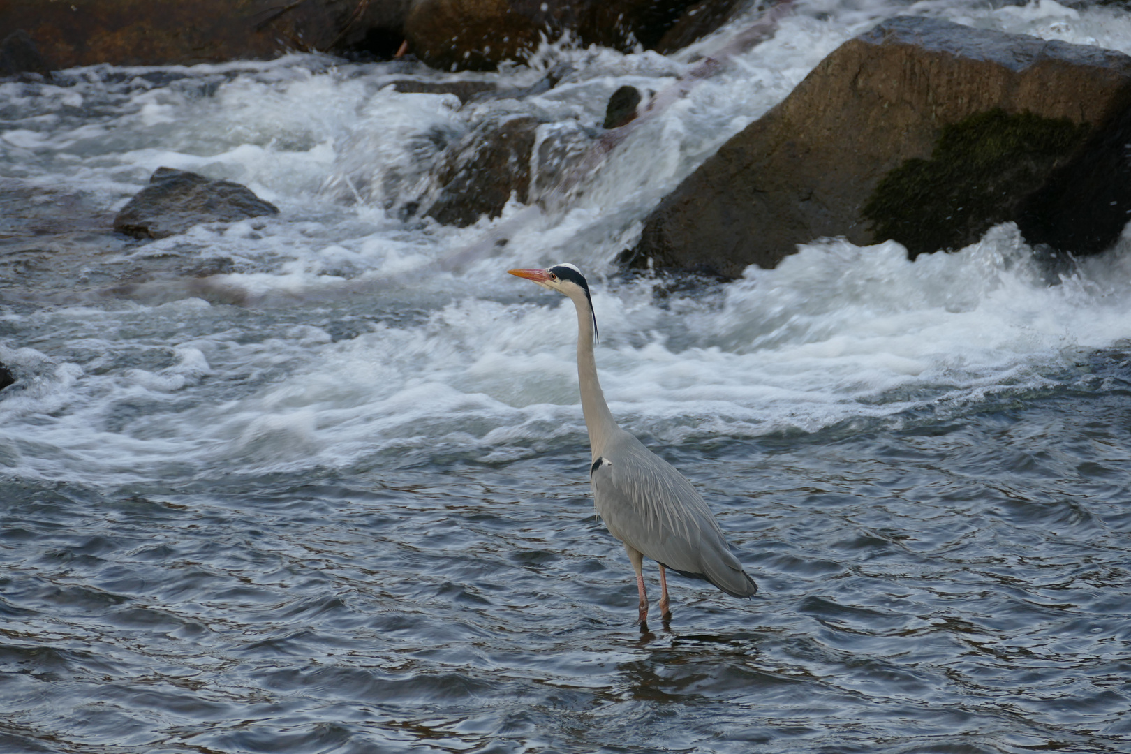 Fischreiher am Wasserfall