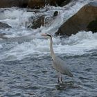 Fischreiher am Wasserfall