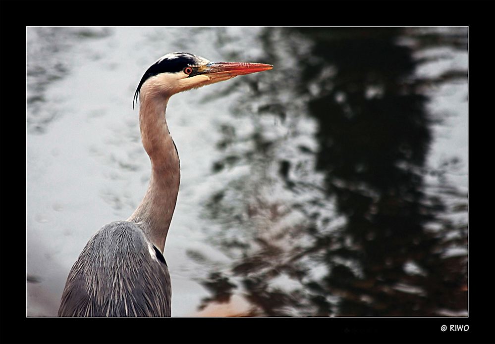 Fischreiher an der Pfinz...