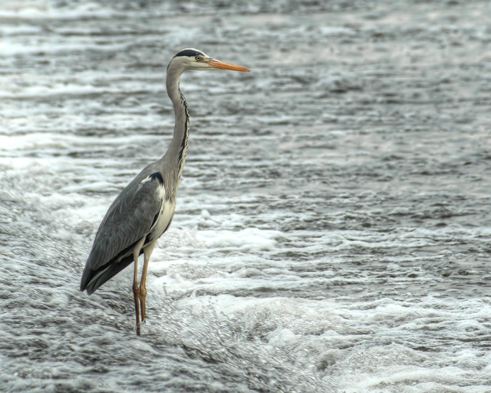 Fischreiher an der Ruhr