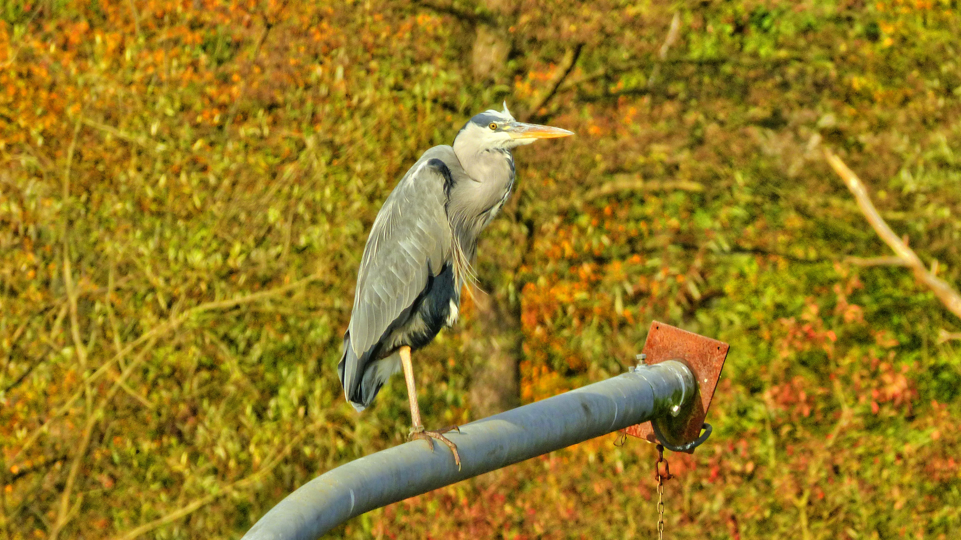 Fischreiher an der Ruhr