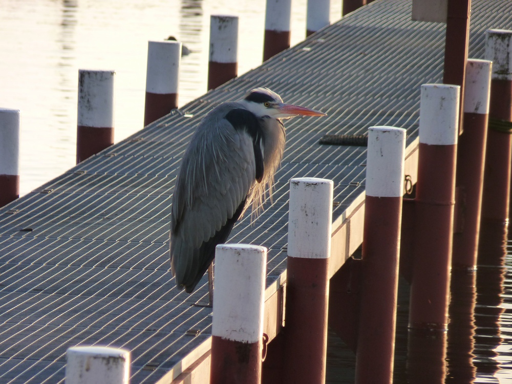 Fischreiher an der Scharfen Lanke