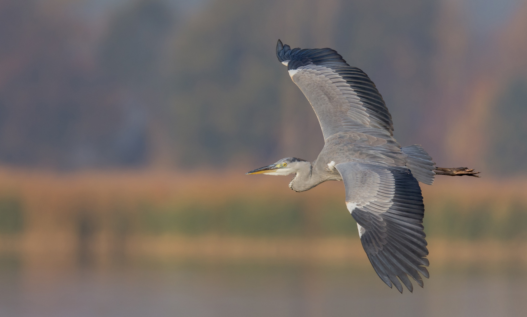 ~Fischreiher (Ardea cinerea)~