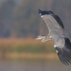 ~Fischreiher (Ardea cinerea)~