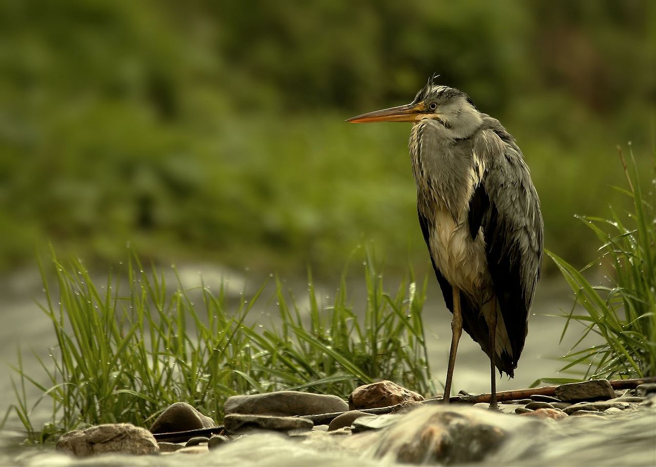 Fischreiher (Ardea cinerea)