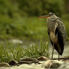 Fischreiher (Ardea cinerea)