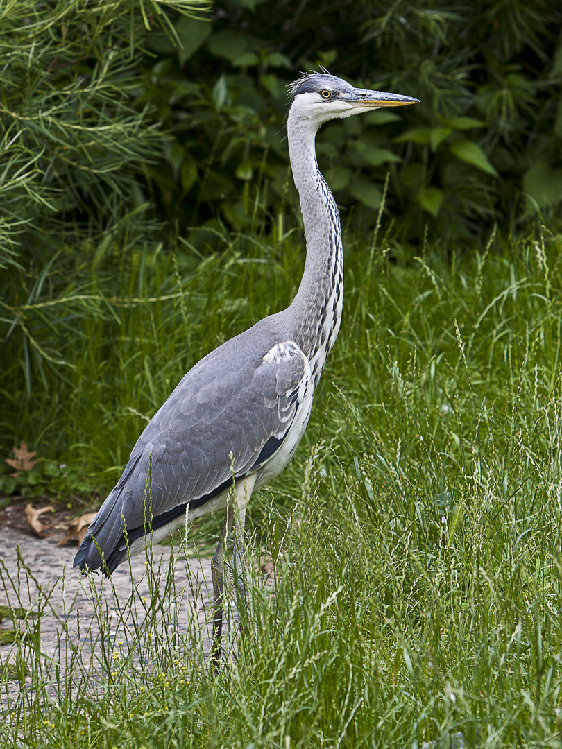 Fischreiher (Ardea cinerea)