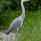 Fischreiher (Ardea cinerea)