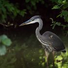 Fischreiher (Ardea cinerea)