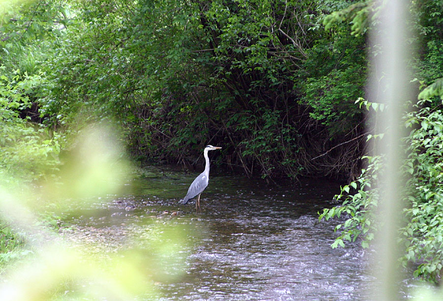 Fischreiher (Ardea cinerea)