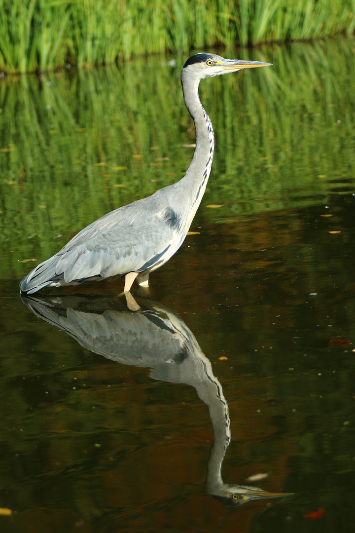 Fischreiher auf Beutezug