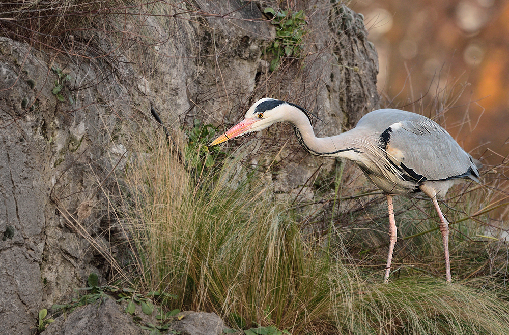 Fischreiher auf dem Felsen