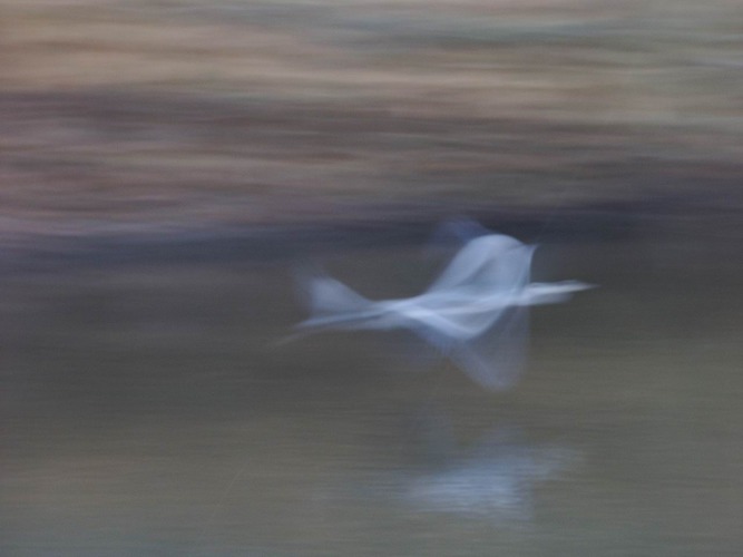 Fischreiher auf der Flucht