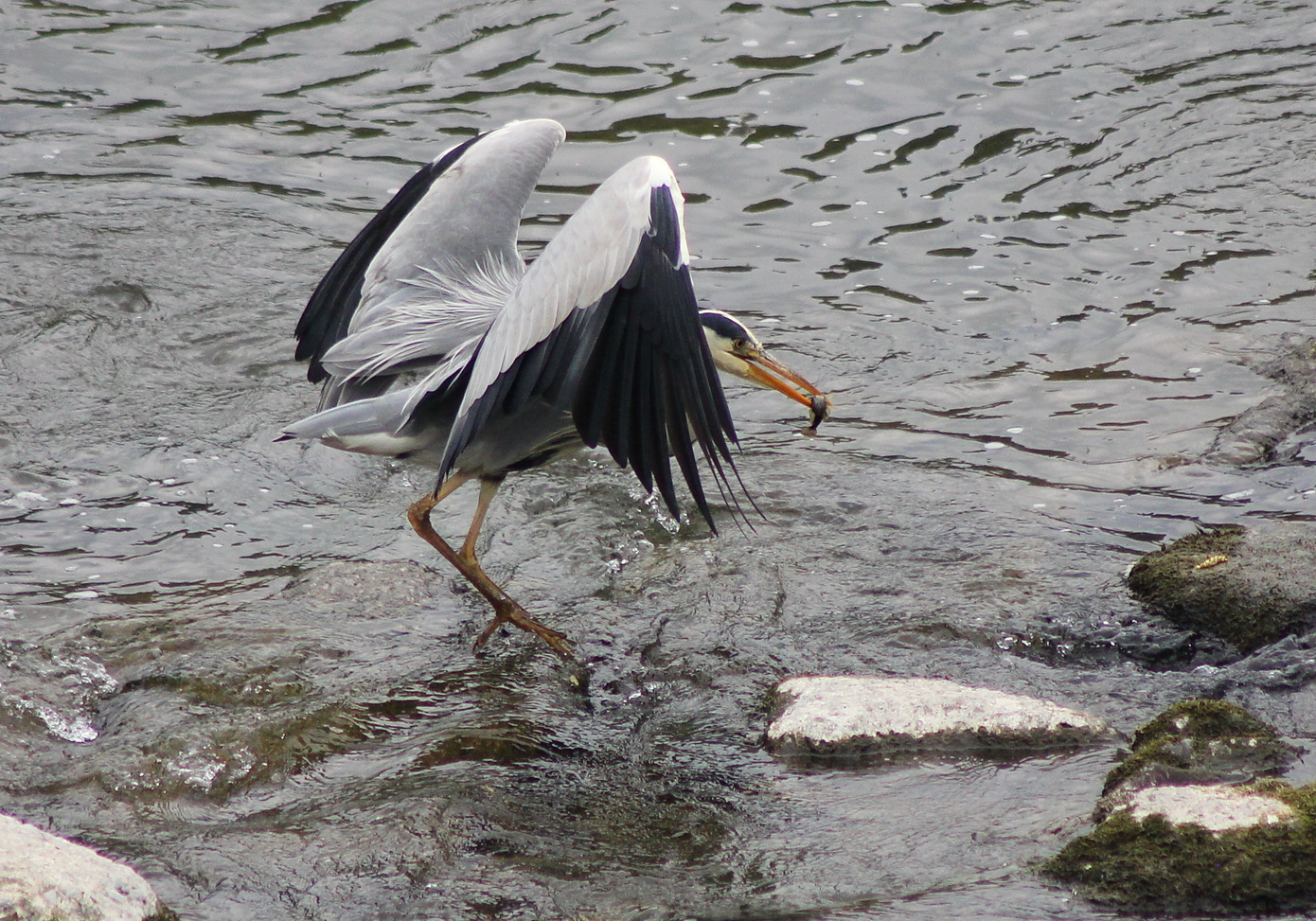 Fischreiher auf der Jagd