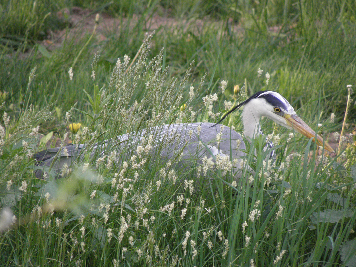 Fischreiher auf der Jagd