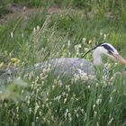 Fischreiher auf der Jagd