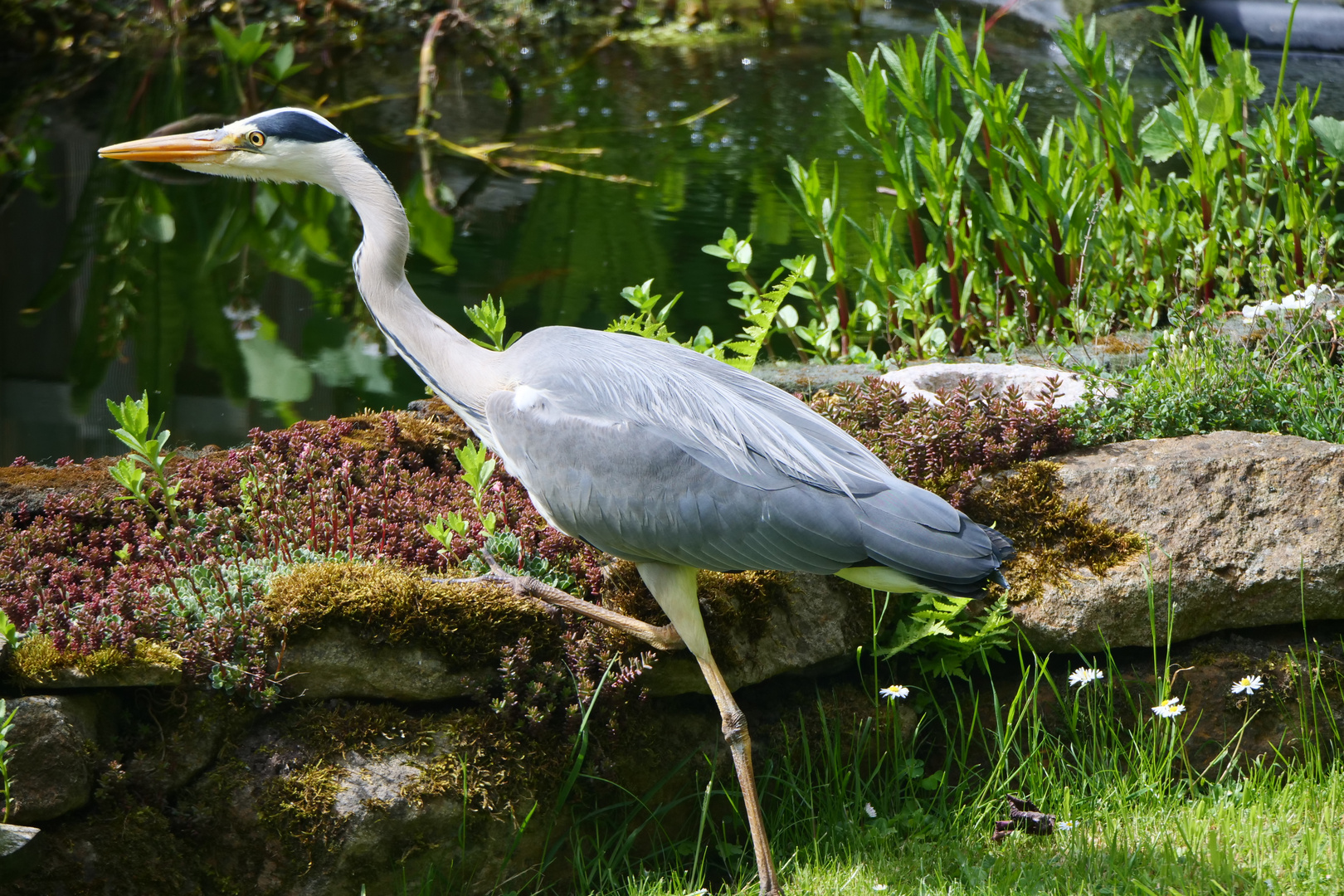 Fischreiher auf der Pirsch