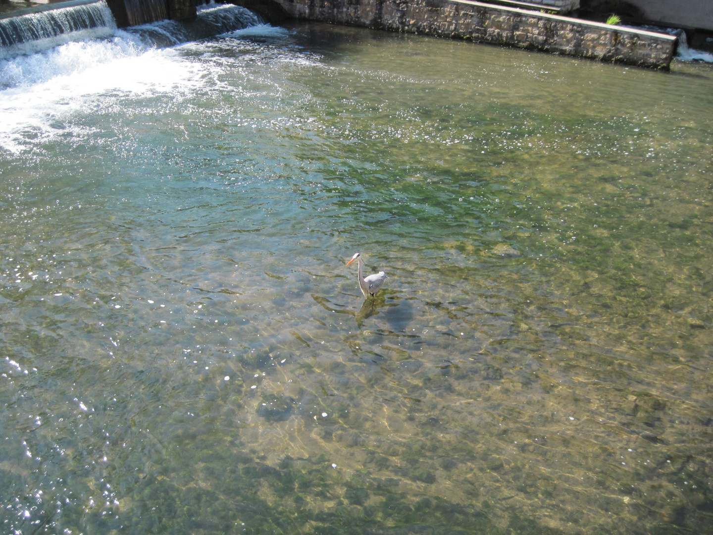 Fischreiher auf Futtersuche