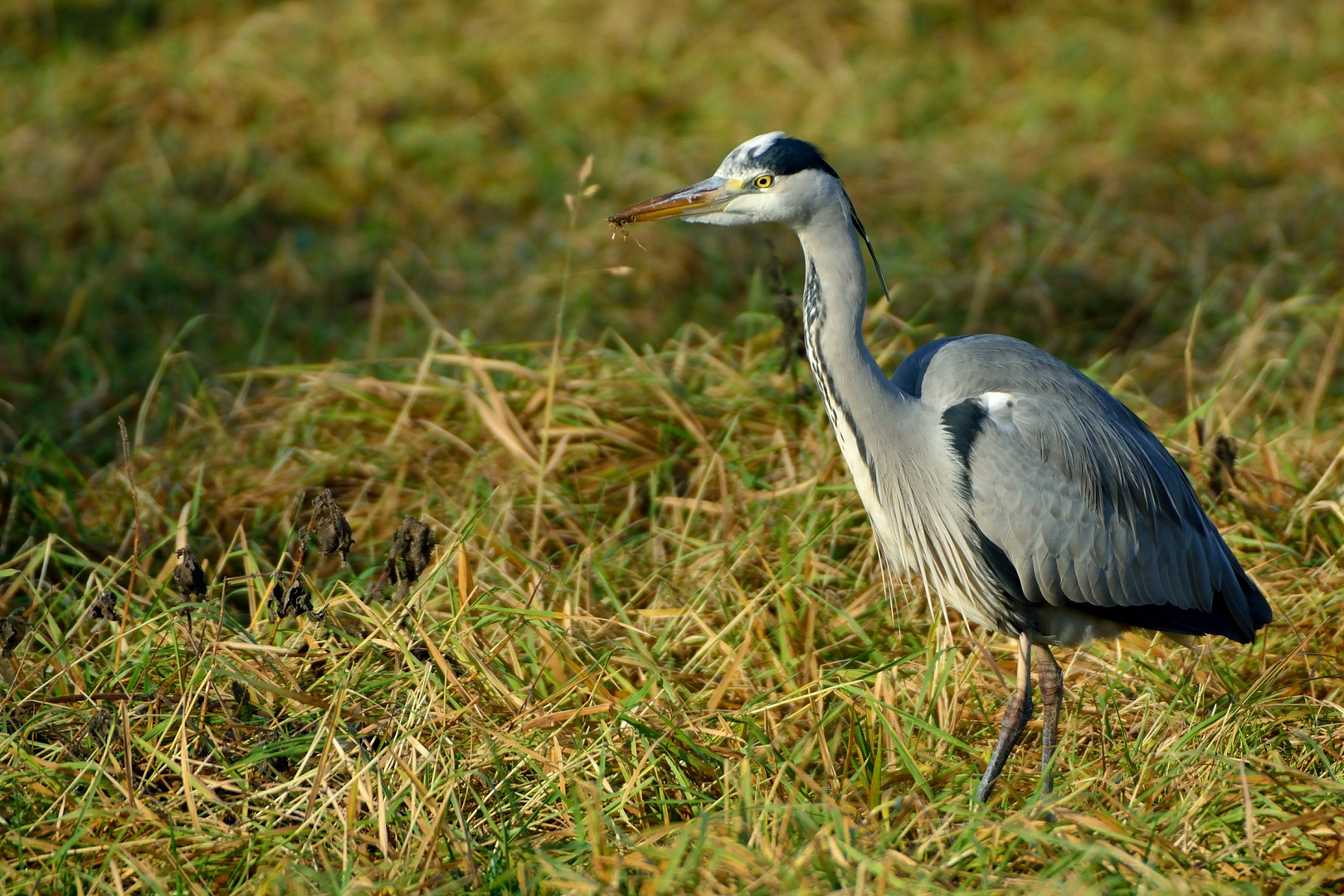 Fischreiher auf Mäusejagd