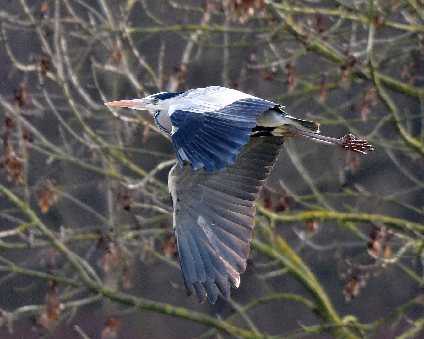 Fischreiher auf Nahrungssuche